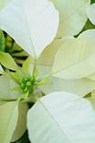 White poinsettia flowers