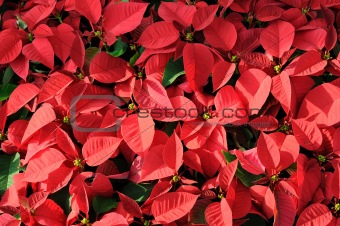 Red poinsettia background