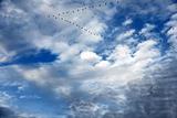 Geese in flight formation and beautiful sky