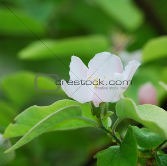 White quince flowers