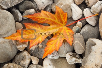Orange Fallen Leaf on stones
