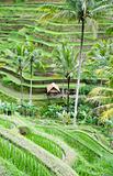 Bali rice field
