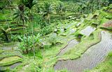 Bali rice field
