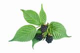 Sweet blackberries with green leaves isolated on white backgroun