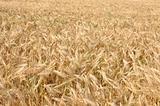 Gold wheat field