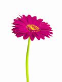 Beautiful violet gerbera flower isolated on white background 