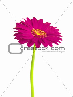 Beautiful violet gerbera flower isolated on white background 