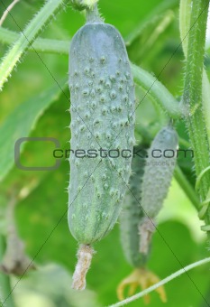 Fresh cucumbers with leaf and flower