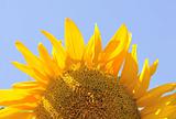 bright sunflower over blue sky background 