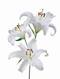 beautiful white lily isolated on white background 