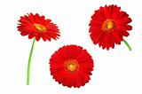 Set of red gerbera flowers isolated on white background 