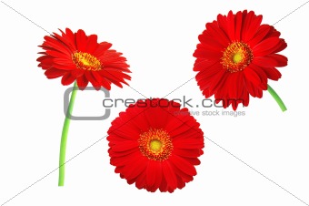 Set of red gerbera flowers isolated on white background 
