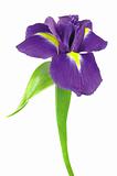 Violet iris flowers isolated on white 