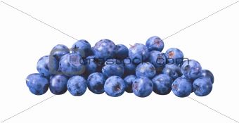 blueberry isolated over a white background 