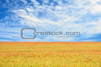 field of poppies and perfect blue sky