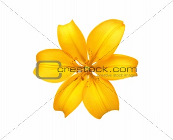 Beautiful yellow lily isolated on white