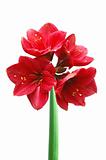 Red lily isolated on white