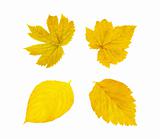 Gold autumn leaves isolated on white
