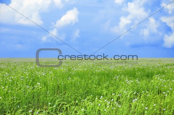 Field of blue flowers and perfect blue sky
