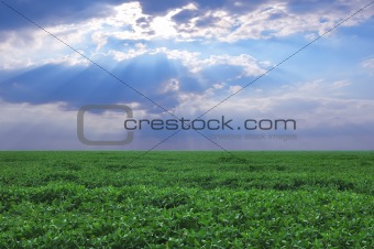 Field with green leaves and perfect sunset sky in summer day 