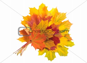 multicolored bouquet of autumn leaves of maple isolated on white