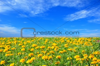 Field of beautiful marigold flowers and perfect blue sky in sunn