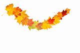 multicolored garland of autumn leaves of maple isolated on white