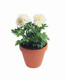 Pot with chrysanthemum isolated on white
