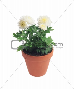 Pot with chrysanthemum isolated on white
