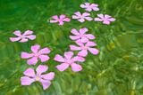Oleander pink flowers floating in natural freshwater