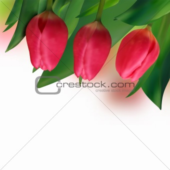 Spring holiday red tulip.