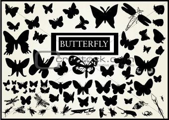 Butterfly - vector collection