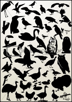BIRD - collection of bird silhouette - vector