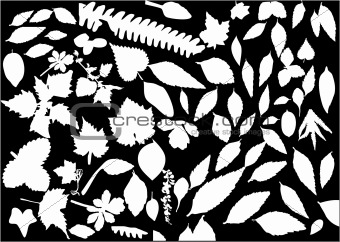 Leaf - vector collection