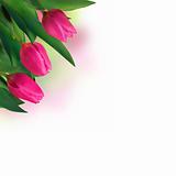 Close-up pink tulips isolated on white.