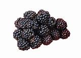 blackberry isolated on a white background