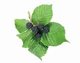 Blackberry (dewberry) with green leaves isolated on white backgr