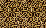 abstract texture of leopard fur