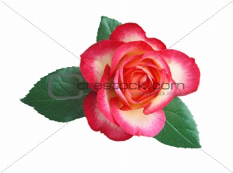 beautiful rose isolated on a white background 
