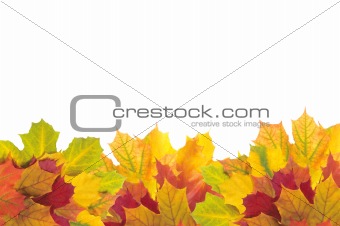 Beautiful autumn maple leaves with copy space for your text
