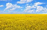 Field of gold wheat and perfect blue cloud sky