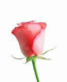beautiful pink rose isolated on a white background 