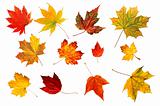 collection beautiful colourful autumn leaves isolated on white b