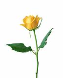 beautiful yellow rose isolated on white background 