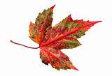 autumn leaf maple isolated on white background