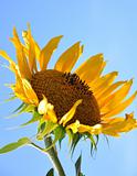 sunflower and bee over blue sky background 