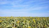 field of sunflowers and perfect blue sky 