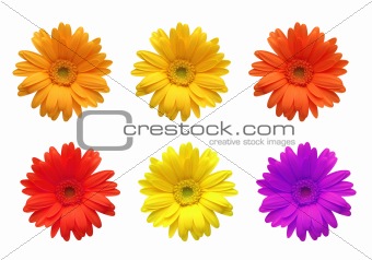 Gerbera flowers of bright colors isolated on white background