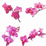 set of pink orchid isolated on white