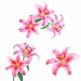 set of beautiful pink lilies on white background